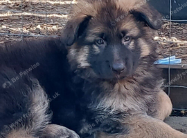 BEAUTIFUL LONG/SEMI LONG COATED GERMAN SHEPHERD PUPPIES 2 GIRLS LEFT