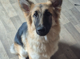 Meet honey