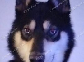 Husky