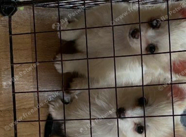 1 pomchi white puppies boy