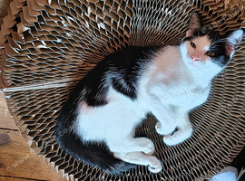 Female cat