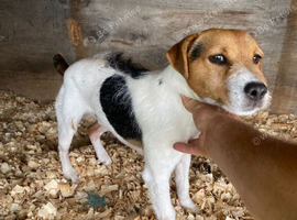 Ernie gorgeous 2 year old Jack Russell boy