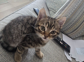 Kittens to a good home