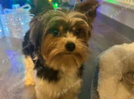 Biewer Yorkshire Terrier for stud