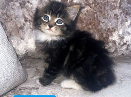 5 wonderful kittens ready to find a new home