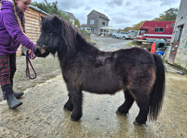 SPSBS 30 inch approx Minature Shetland filly