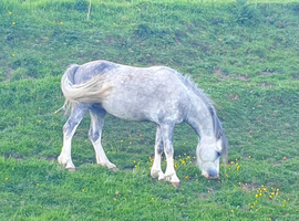 gartconnel calypso 4 year old colt da[pple grey 4 equal whites