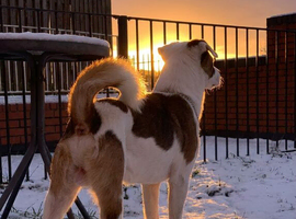 Enzo