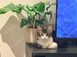 Beautiful 10-Week-Old Kitten Looking for Her Forever Home