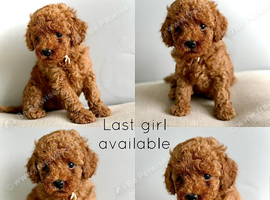 LAST GIRL AVAILABLE. TOY COCKAPOO&rsquo;S
