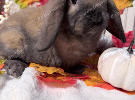 Mini lop and mini plush lop