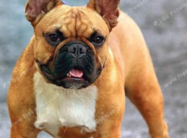 Champion French Bulldog Available at Stud