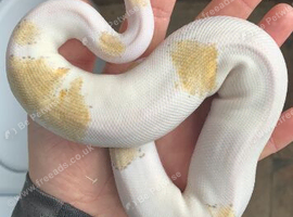 Royal python