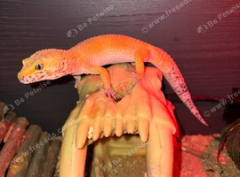 LEOPARD GECKO NEEDS REHOMING ASAP