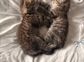 X2 tabby kittens 1 female & 1 male