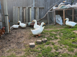 Female egg laying pekin ducks for sale