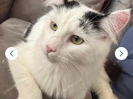 Long hair domestic cat
