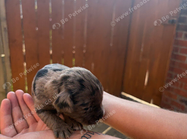 Cocker spaniel
