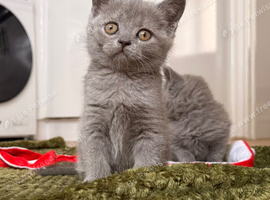 British shorthair kittens