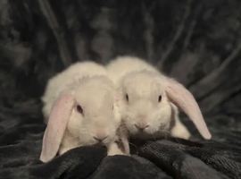 Mini plush lops READY NOW