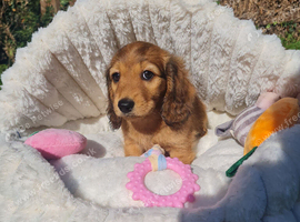Pra clear,Last 3 beautiful LH Dachshund puppies
