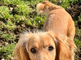 Cocker Spaniel