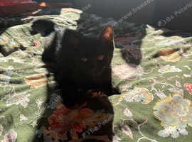 Black and grey kitten