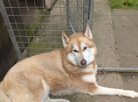 Dog require good home
