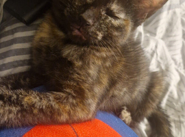 sweet tortoise shell kitten.