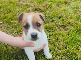 Jack Russell