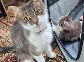 2 adorable kittens for sale