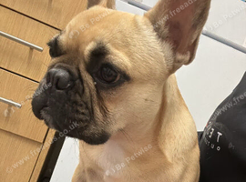 French Bulldog Boy