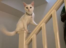 Cat for sale