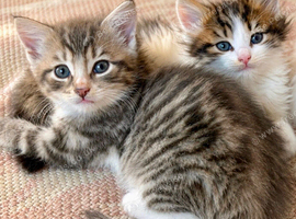 Fluffy Kittens!