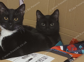 Kleo and socks - 2 years 5 months - bonded
