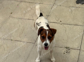 Jack Russel