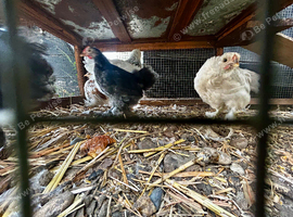 Young Black Bantam Cockerel &ndash; Feathered Legs &ndash; Essex