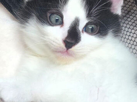 Raggdoll x standard short hair kittens