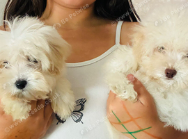 F1b Maltipoo