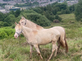 Perlino filly