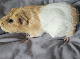 I have 2 female guinea pigs available