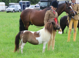 Miniature mare