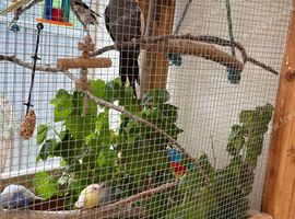 Hen cockatiel