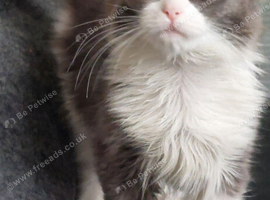 Maine coon ragdoll (Racoon)kittens only two girls left