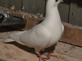 Racing pigeons