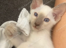 Full Siamese 1boy left