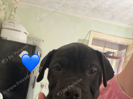 8 boxer cross sharpei pups