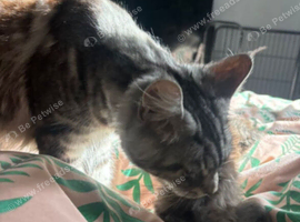Maine coon kittens