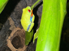 Red eye tree frogs