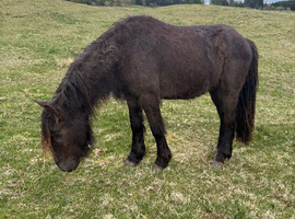 2 Year Old Friesian X Cob Colt